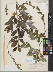 Foto von Salix myrsinifolia Salisb. x Salix phylicifolia L.